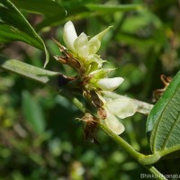 Dendrolobium triangulare (Retz.) Schindl.